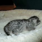 Egyptian Mau, silver Female, DOB 4-20-17