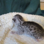 Egyptian Mau, silver Female, DOB 4-20-17