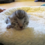 Egyptian Mau, silver Female, DOB 4-20-17