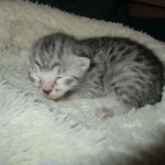 Egyptian Mau, silver Female, DOB 4-20-17