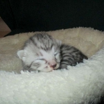 Egyptian Mau, silver Female, DOB 4-20-17