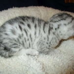 Egyptian Mau, silver Female, DOB 4-20-17