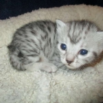 Egyptian Mau, silver Female, DOB 4-20-17