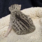 Egyptian Mau, silver Female, DOB 4-20-17