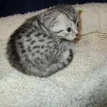 Egyptian Mau, silver Female, DOB 4-20-17