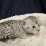 Egyptian Mau, silver Female, DOB 4-20-17