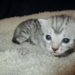 Egyptian Mau, silver Female, DOB 4-20-17