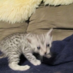 Egyptian Mau, silver Female, DOB 4-20-17