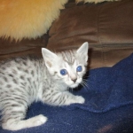Egyptian Mau, silver Female, DOB 4-20-17
