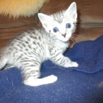 Egyptian Mau, silver Female, DOB 4-20-17