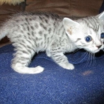 Egyptian Mau, silver Female, DOB 4-20-17