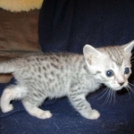 Egyptian Mau, silver Female, DOB 4-20-17