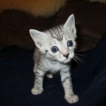 Egyptian Mau, silver Female, DOB 4-20-17