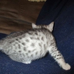 Egyptian Mau, silver Female, DOB 4-20-17