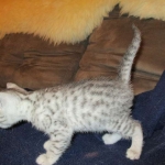 Egyptian Mau, silver Female, DOB 4-20-17