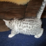 Egyptian Mau, silver Female, DOB 4-20-17