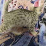 Kali, Egyptian Mau, silver Female, DOB 4-20-17