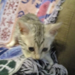 Kali, Egyptian Mau, silver Female, DOB 4-20-17