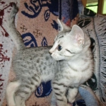 Kali, Egyptian Mau, silver Female, DOB 4-20-17