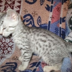 Kali, Egyptian Mau, silver Female, DOB 4-20-17