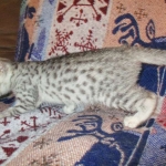 Kali, Egyptian Mau, silver Female, DOB 4-20-17