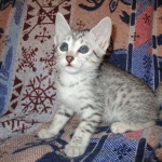 Kali, Egyptian Mau, silver Female, DOB 4-20-17