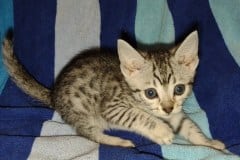 Egyptian Mau Silver Female #4 DOB 5-15-22