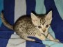 Egyptian Mau Silver Female #4 DOB 5-15-22