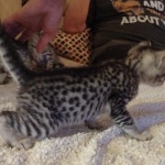 Mau silver female DOB 5-15-22