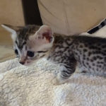 Mau silver female DOB 5-15-22