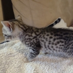 Mau silver female DOB 5-15-22