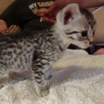 Mau silver female DOB 5-15-22