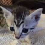 Mau silver female DOB 5-15-22