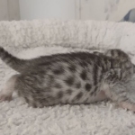 Mau silver female DOB 5-15-22