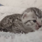 Mau silver female DOB 5-15-22