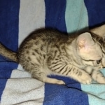 Mau silver female DOB 5-15-22