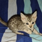 Mau silver female DOB 5-15-22