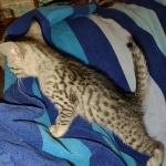 Mau silver female DOB 5-15-22