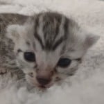 Mau silver female DOB 5-15-22