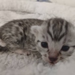 Mau silver female DOB 5-15-22