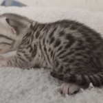 Mau silver female DOB 5-15-22