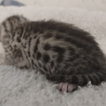 Mau silver female DOB 5-15-22