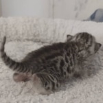 Mau silver female DOB 5-15-22