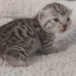 Mau silver female DOB 5-15-22