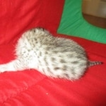 Mau, silver, female, DOB 9-20-18 Des