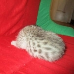 Mau, silver, female, DOB 9-20-18 Des