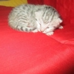 Mau, silver, female, DOB 9-20-18 Des