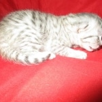 Mau, silver, female, DOB 9-20-18 Des