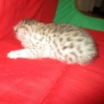 Mau, silver, female, DOB 9-20-18 Des