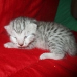 Mau, silver, female, DOB 9-20-18 Des